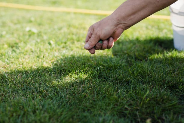How to Plant Grass