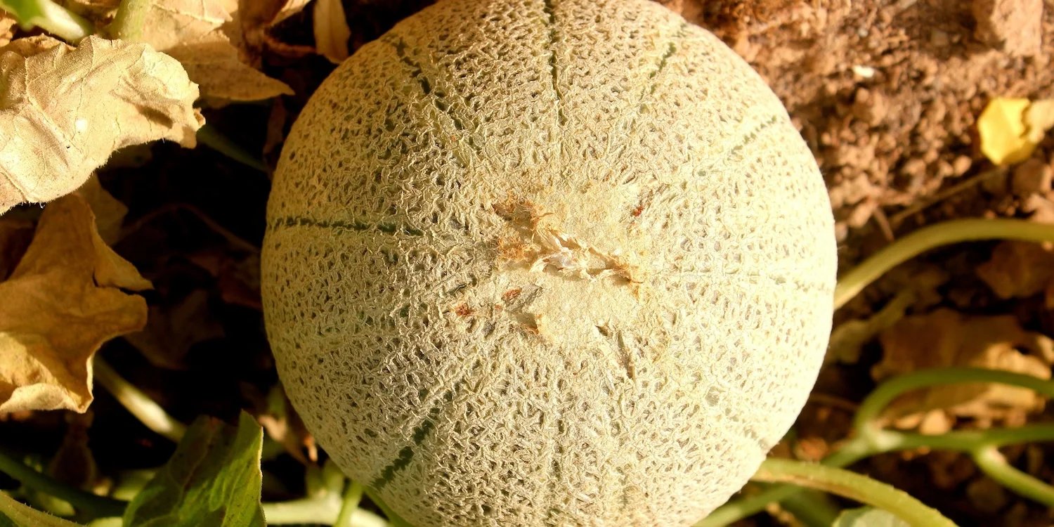 法國專利香瓜 SOD 原料 &mdash; 普羅旺斯香瓜
