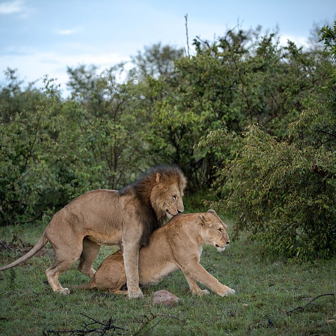 Maasai Mara, Kenya