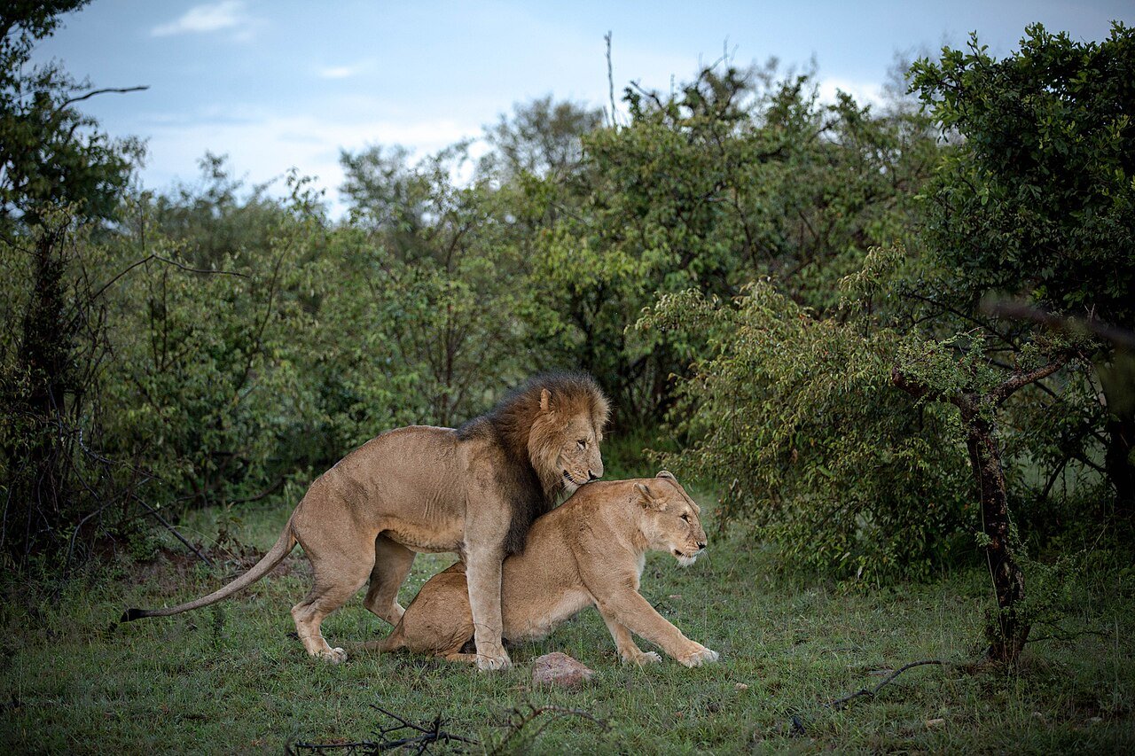 Maasai Mara, Kenya