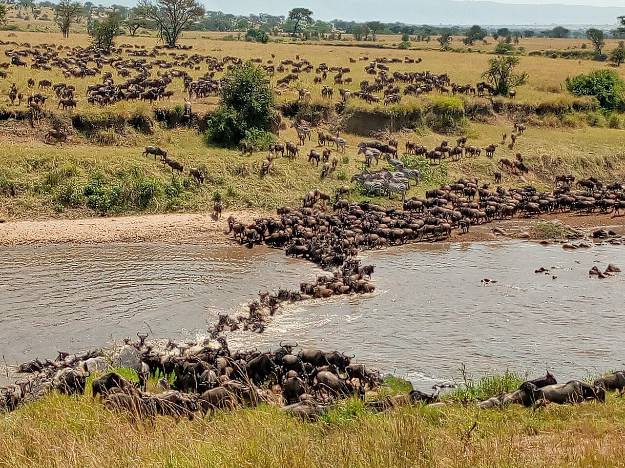 Maasai Mara, Kenya