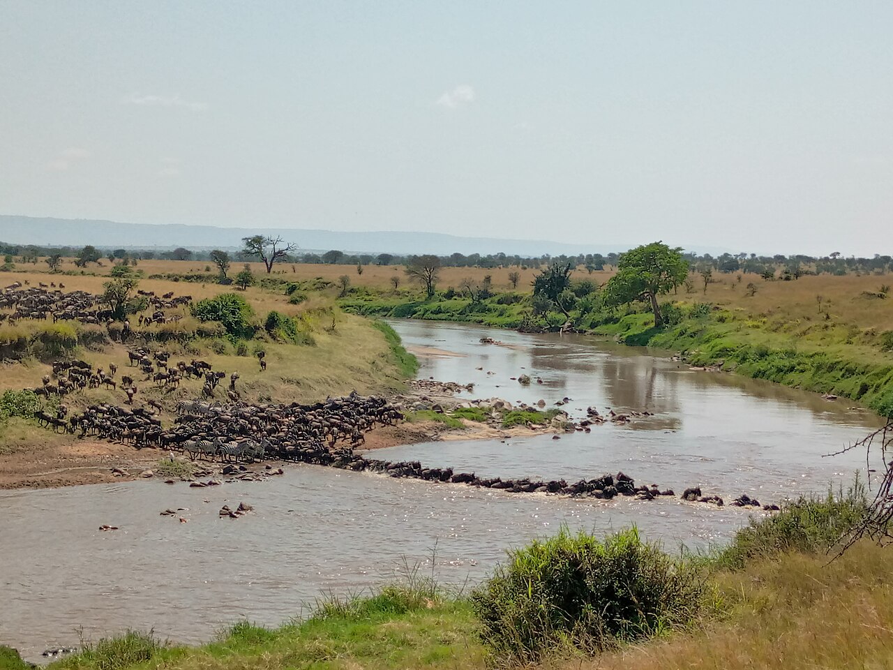 Maasai Mara, Kenya