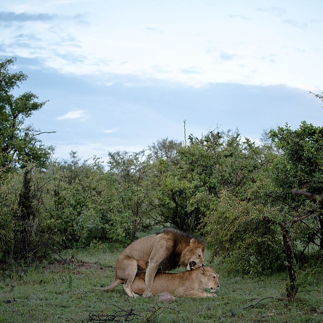 Maasai Mara, Kenya