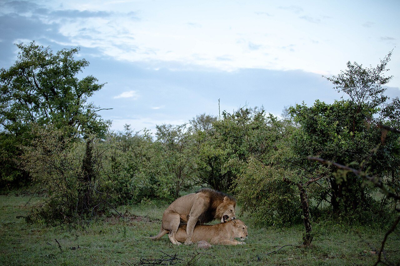 Maasai Mara, Kenya