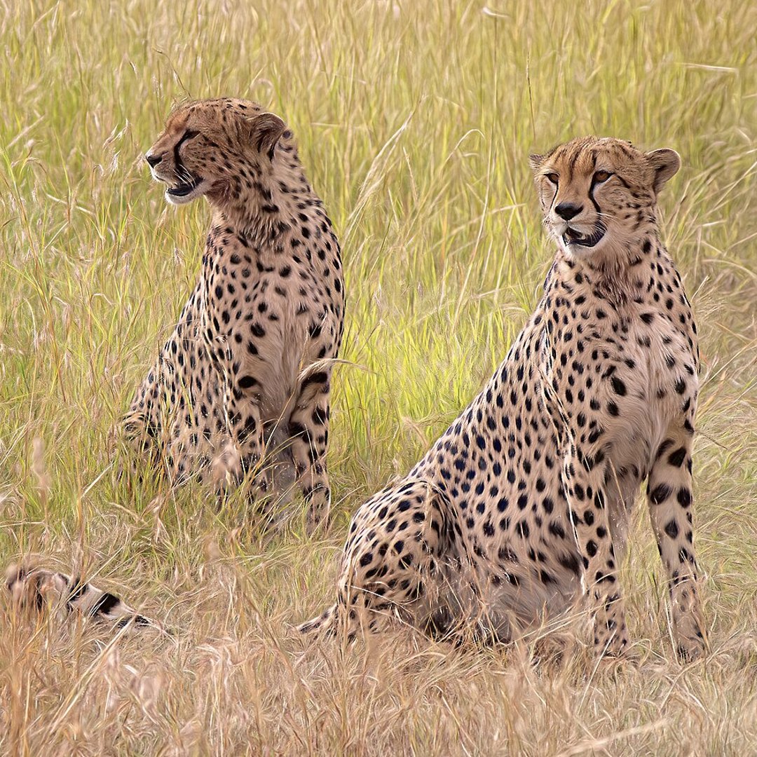 Maasai Mara, Kenya