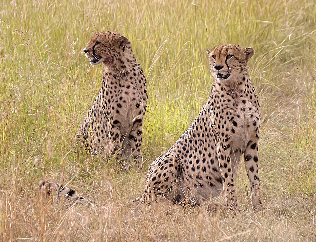 Maasai Mara, Kenya