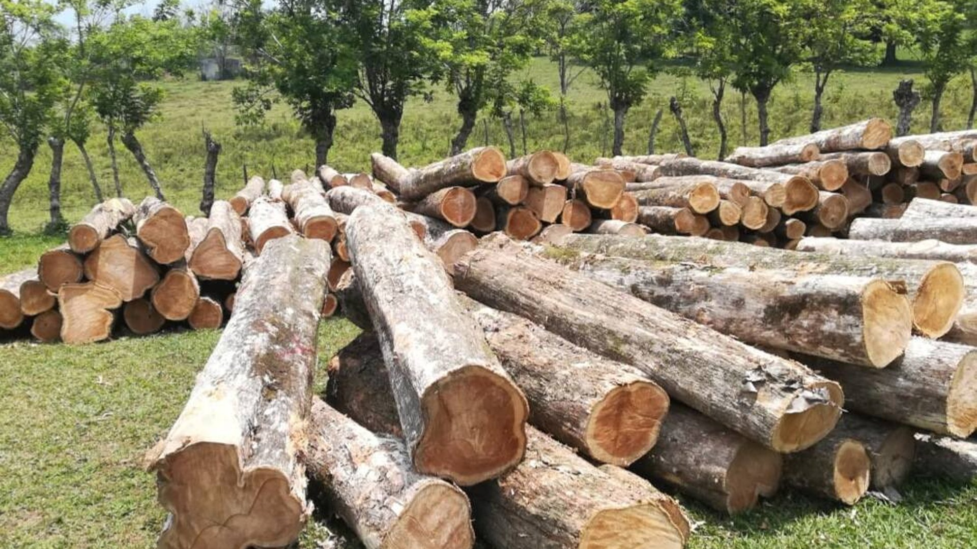 Finca Forestal en Petén – 18 caballerías tituladas de Teca - Miniatura 5