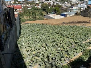 Terreno en Renta en Patzicia, Chimaltenango - 4