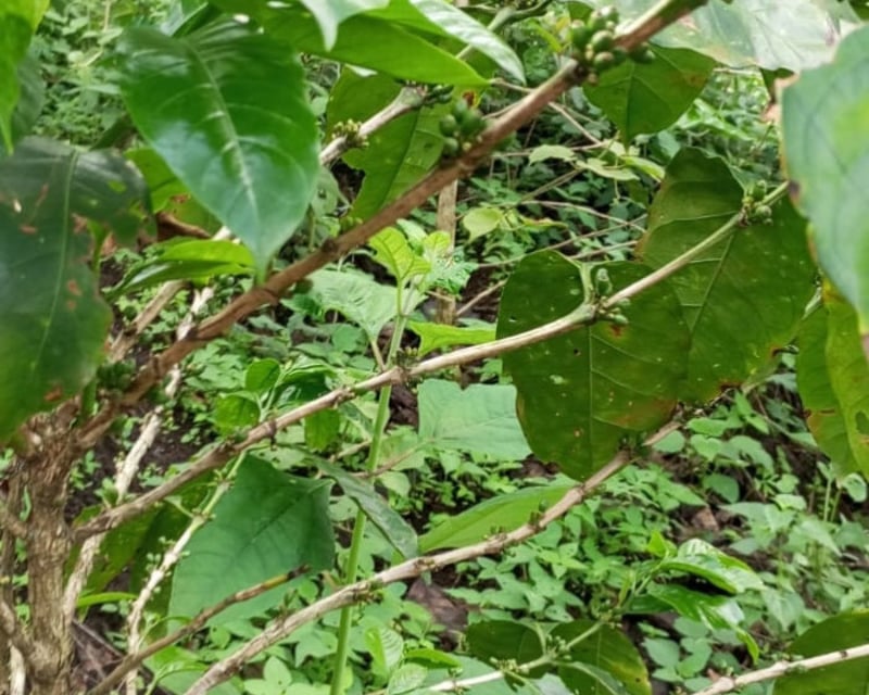 Terreno en venta para desarrollo comercial en Amatitlán