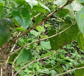 Terreno en venta para desarrollo comercial en Amatitlán