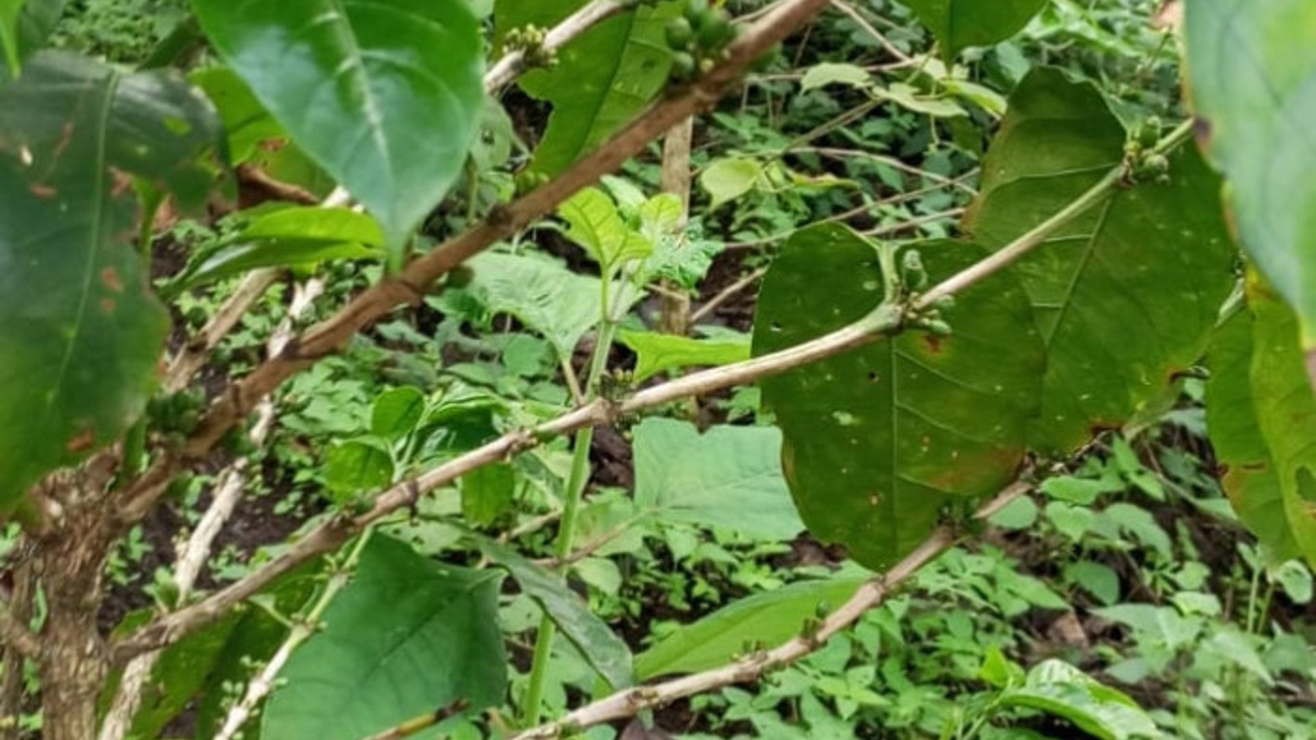 Terreno en venta para desarrollo comercial en Amatitlán