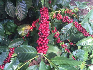 Finca en VENTA en  Barberena, Santa Rosa - 2