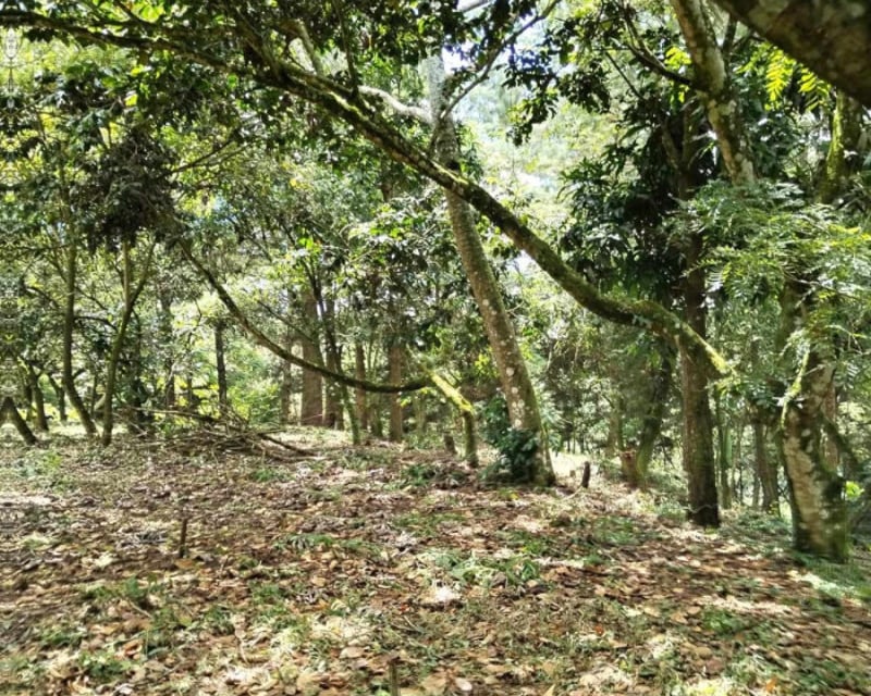 Terreno en Venta en Montebello II