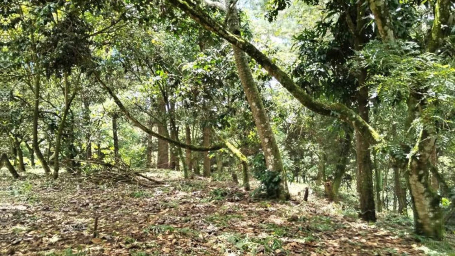 Terreno en Venta en Montebello II