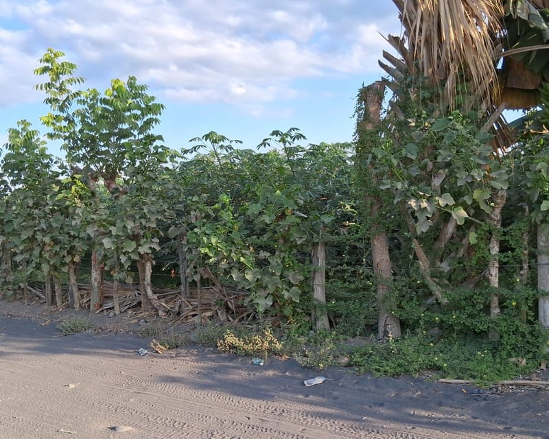 TERRENO EN VENTA EN ESCUINTLA