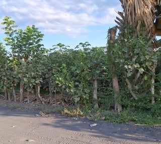 TERRENO EN VENTA EN ESCUINTLA