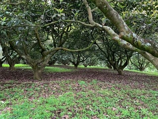 Granja en venta / Santa Lucía Milpas altas - Image 39