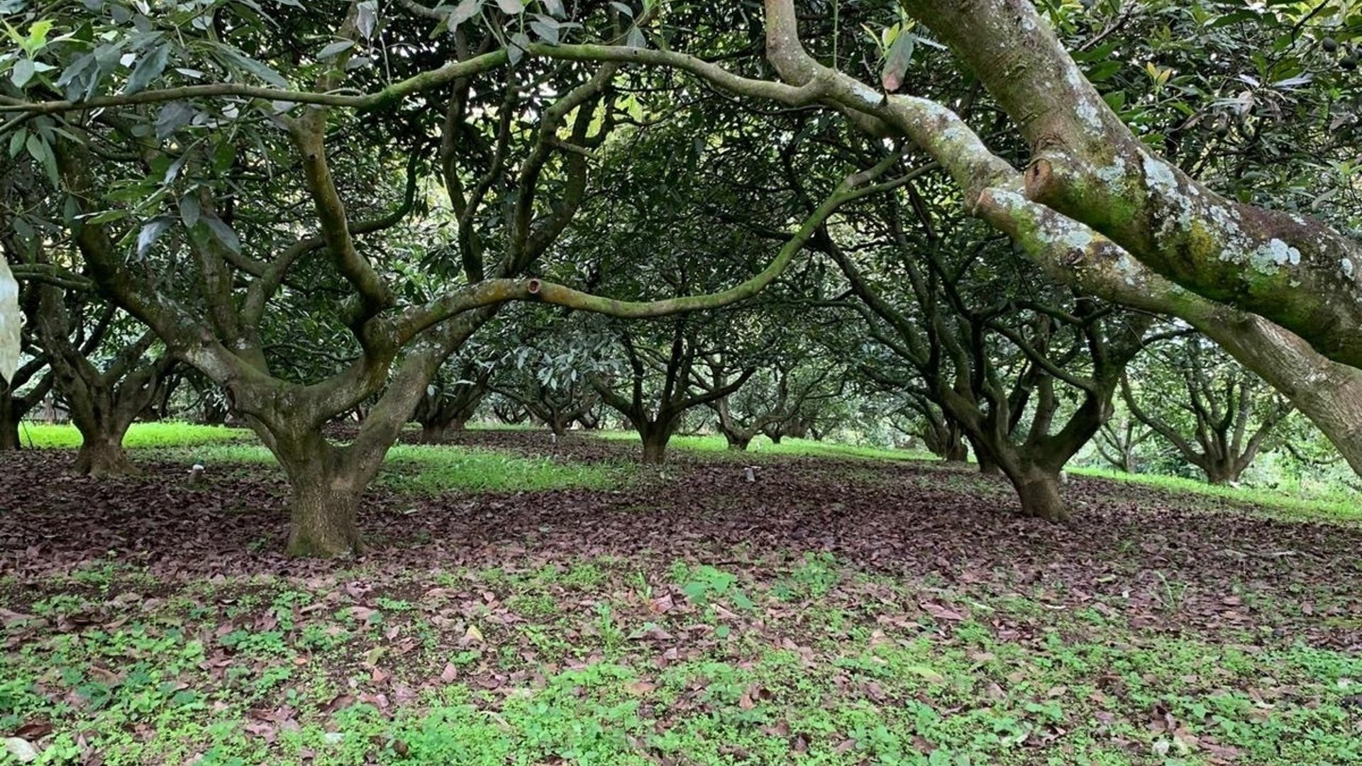 Granja en venta / Santa Lucía Milpas altas - Miniatura 39