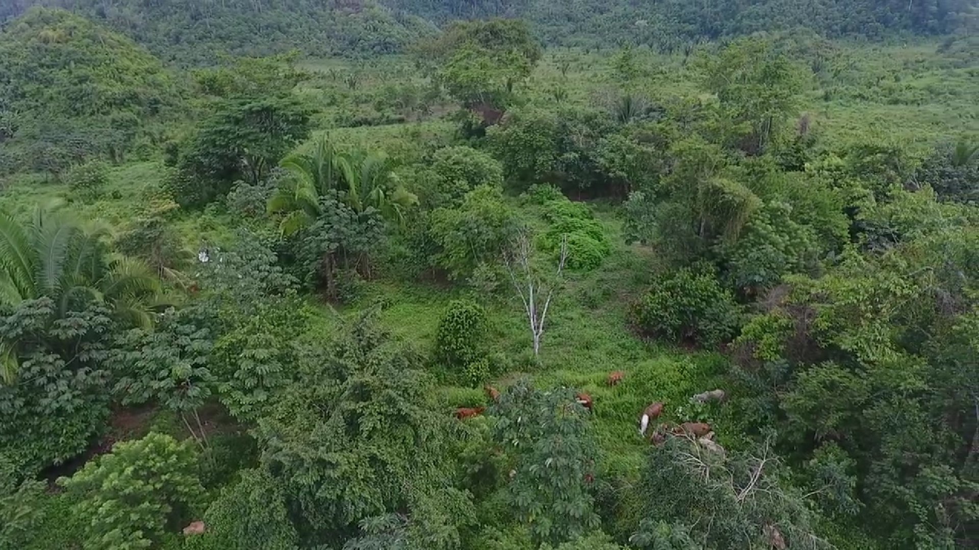FINCA EN VENTA EN ALTA VERAPAZ - Miniatura 9