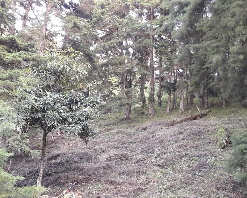 TERRENO EN VENTA CON 3 FRENTES EN STA ROSALIA