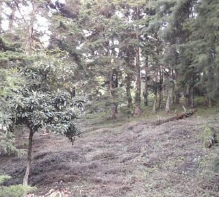 TERRENO EN VENTA CON 3 FRENTES EN STA ROSALIA