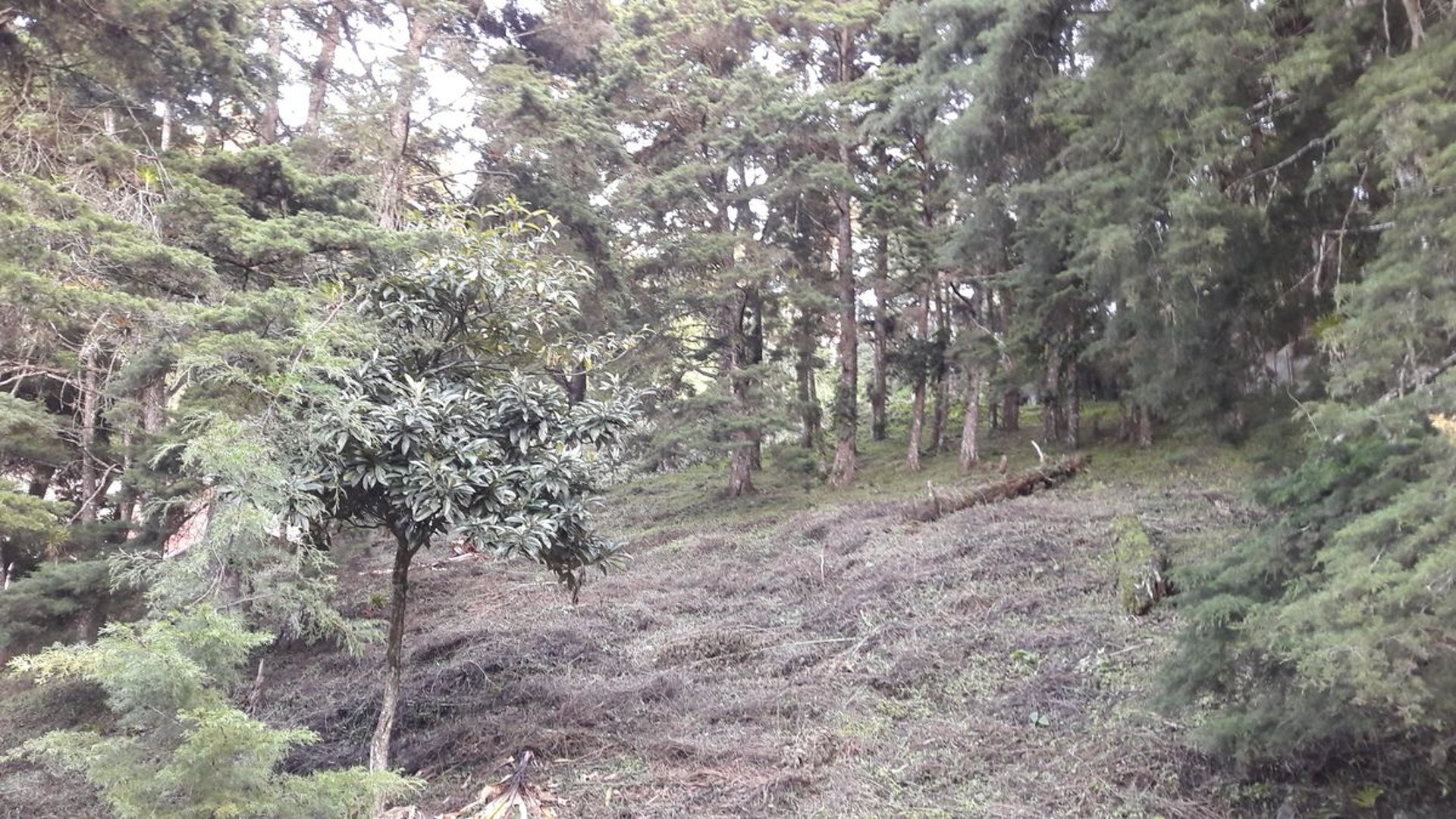 TERRENO EN VENTA CON 3 FRENTES EN STA ROSALIA