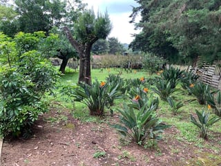 Granja en venta / Santa Lucía Milpas altas - 4