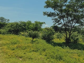 Finca de 113 Manzanas en venta Autopista Puerto Quetzal - 3