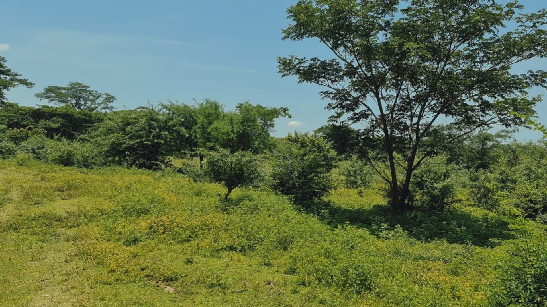 Finca de 113 Manzanas en venta Autopista Puerto Quetzal - Miniatura 3