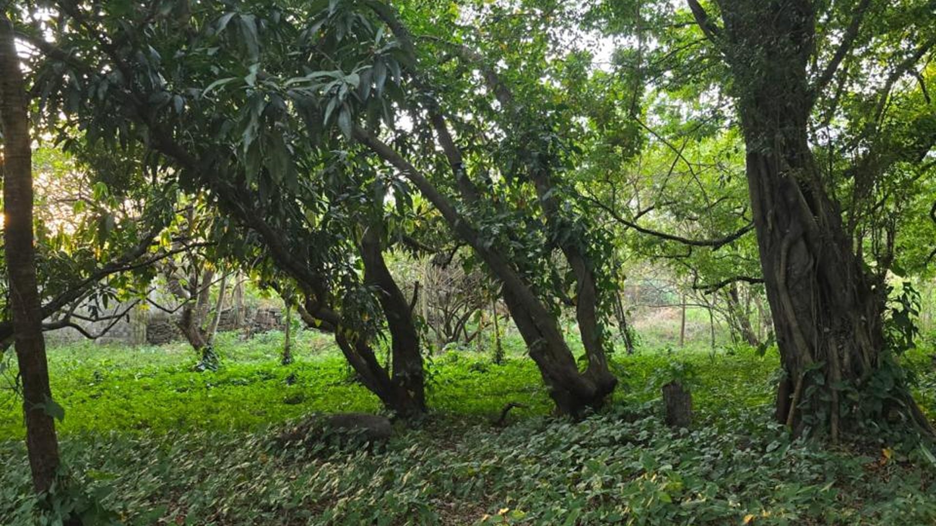 Terreno en Villas Club San Joaquin Escuintla - Miniatura 5