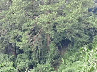 TERRENOS EN CASA Y CAMPO KM 23.5 CARRETERA A EL SALVADOR - 4