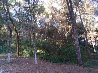 Terreno en Venta en Praderas del Bambú 2 San Raymundo - 3