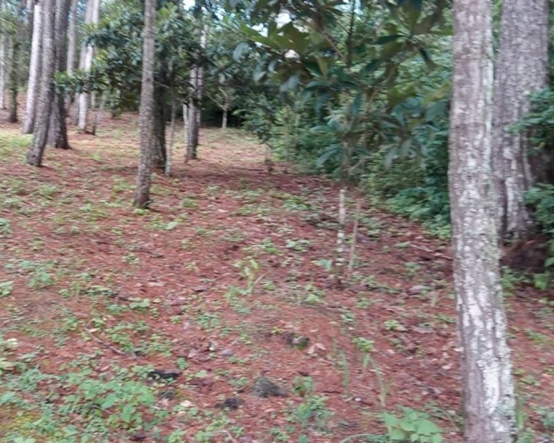 Terreno tipo Granja en Venta Praderas del Bambú