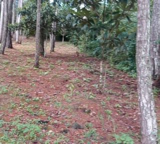 Terreno tipo Granja en Venta Praderas del Bambú