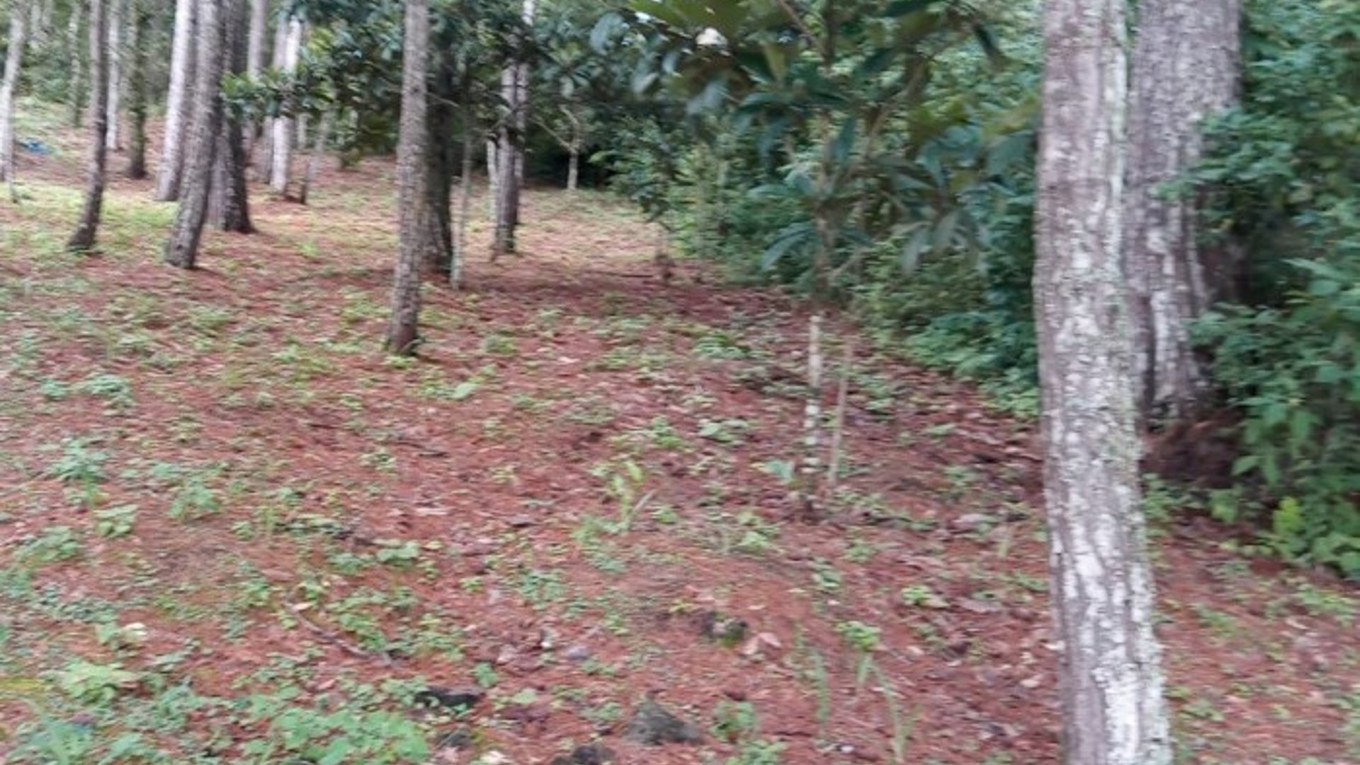 Terreno tipo Granja en Venta Praderas del Bambú