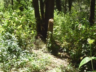 VENTA DE AMPLIO TERRENO - PIEDRA PARADA, SANTA CAT. PINULA - 5