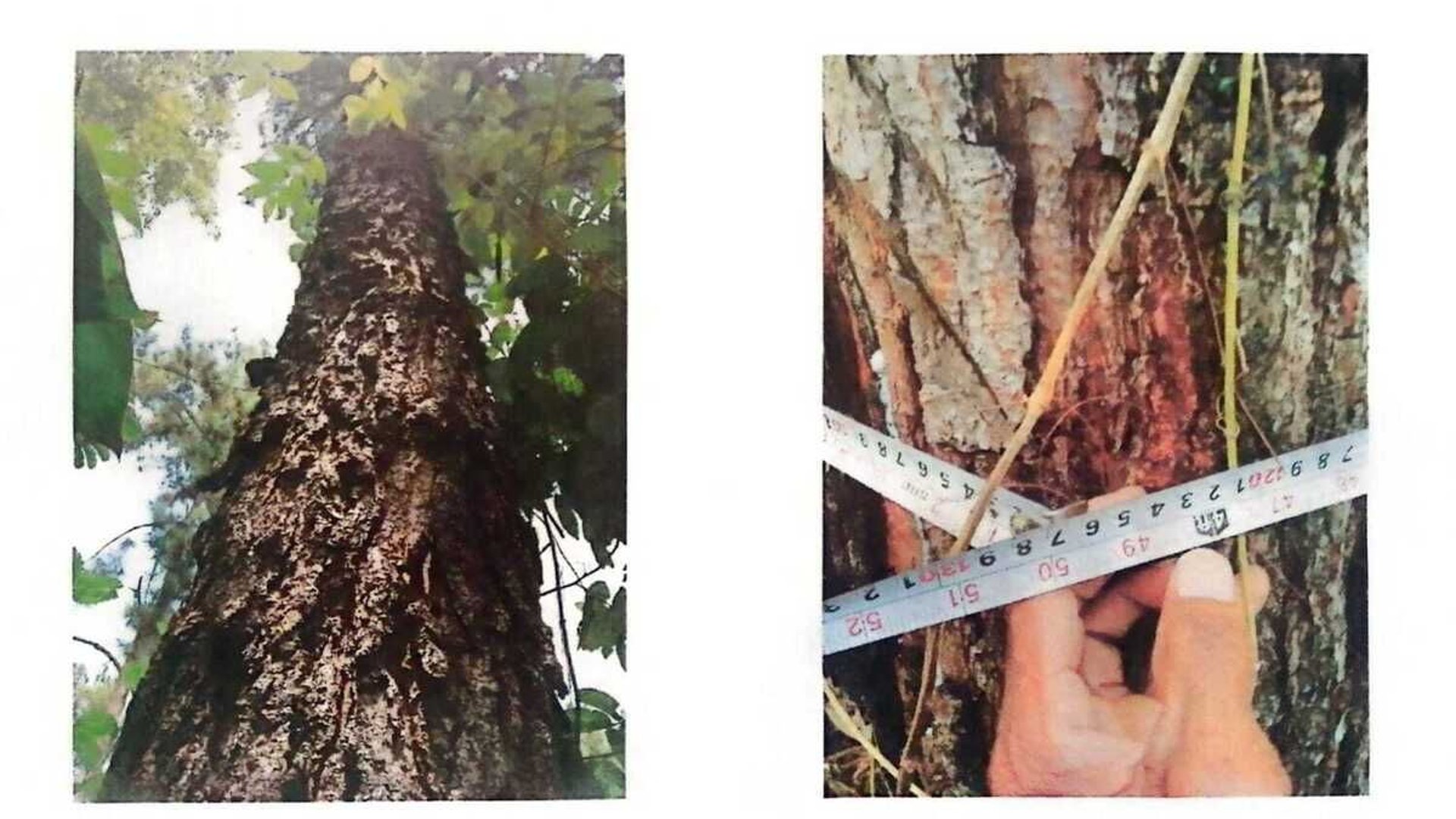IZABAL/ Finca con minerales, árboles y Agua en Venta - Miniatura 9
