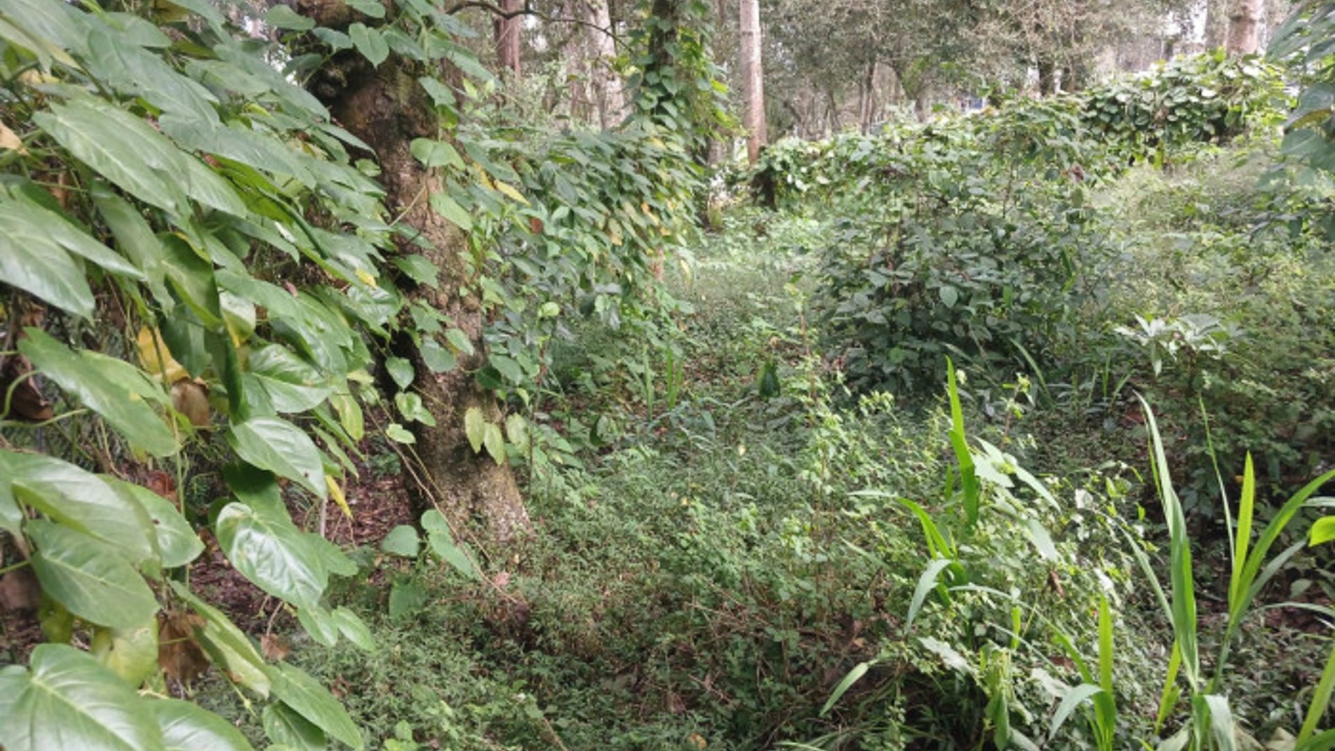 TERRENO EN VENTA EN SAN LUCAS SACATEPEQUEZ - Miniatura 22