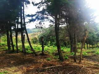 TERRENO RESIDENCIAL EN VENTA EN VILLA CANALES - 2