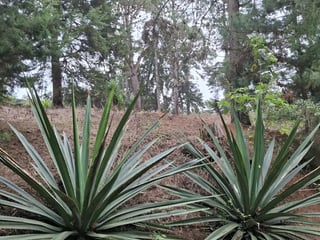 Terreno en VENTA en Zona 16, El Pulté Villa Ecuestre - 3