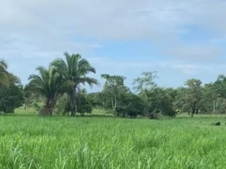 Finca en Venta en el Chal Petén - 5