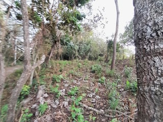 Terreno en Venta en Quintas Vallarta Escuintla - 4