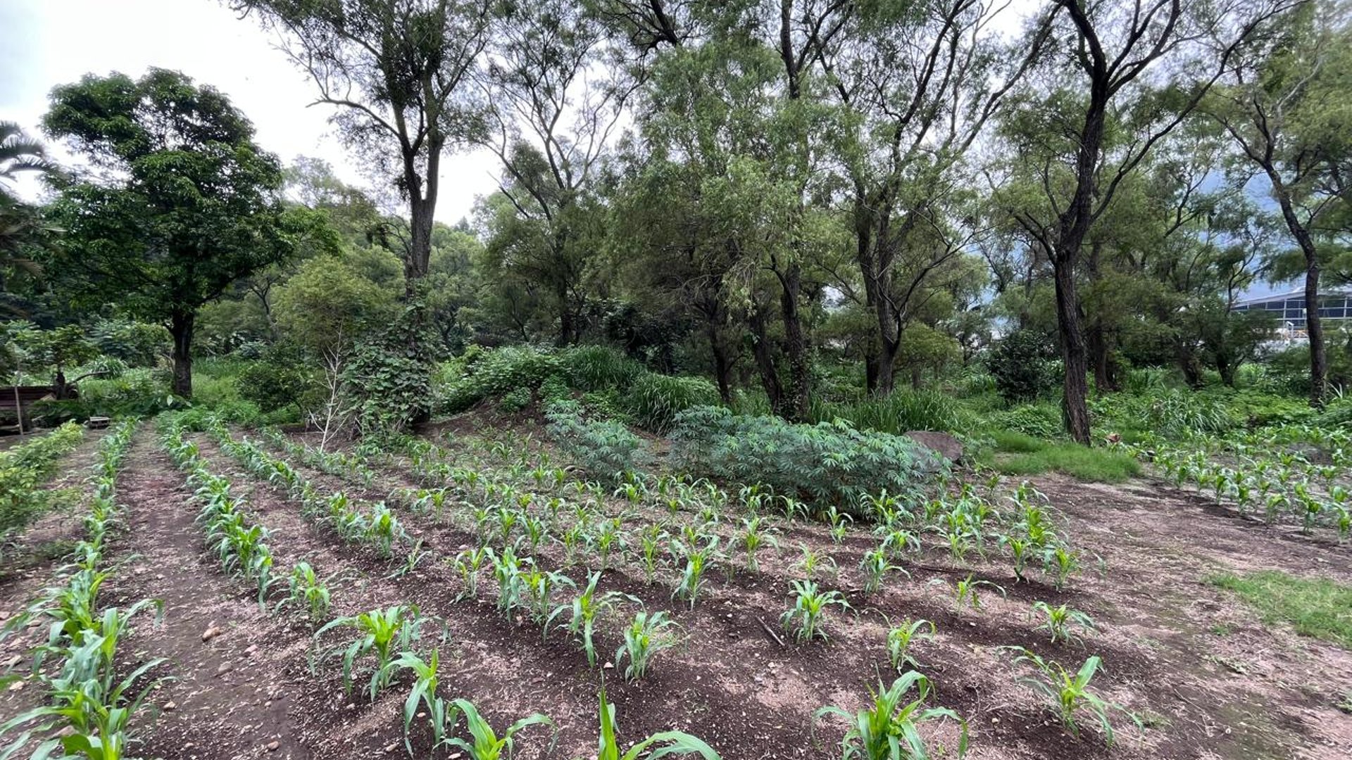 VENTA Terreno Los Sauces Km.37 Palín Escuintla - Miniatura 8