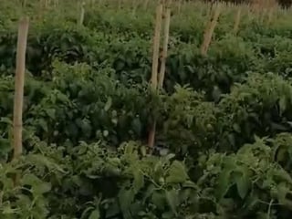 FINCA EN VENTA CON 293,500 Mts2 CON RÍO iNTERMEDIO - 3