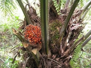 FINCA DE 45 CABALLERÍAS DE PALMA AFRICANA EN VENTA | SAYAXCHÉ, CERCA DEL CASCO M - 3