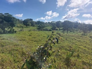 FINCA EN VENTA – PETÉN | SAN ANDRES - 2