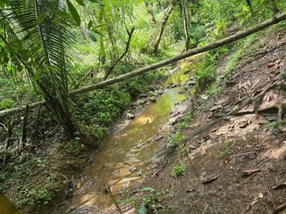 Finca con Producción de Teca en VENTA en Alta Verapaz - 3