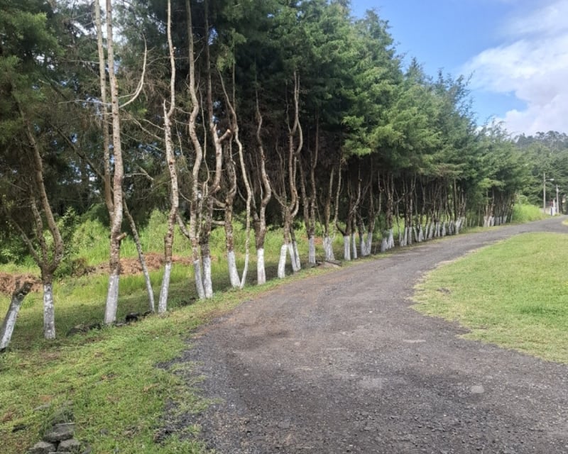Terreno comercial renta 4586Vrs Carretera el Salvador