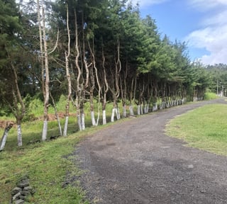 Terreno comercial renta 4586Vrs Carretera el Salvador