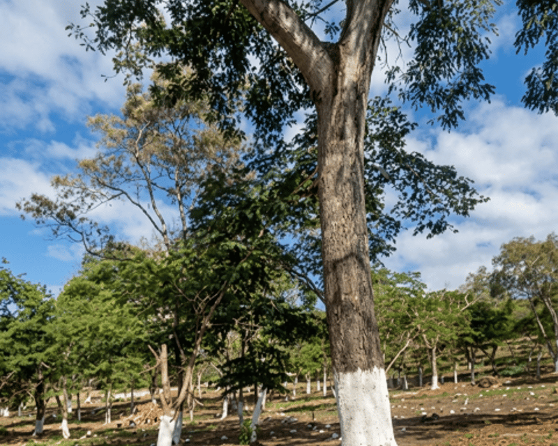 Terreno Residencial en Venta Cuilapa Santa Rosa